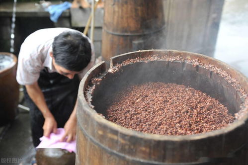 农村人家自酿烧酒过春节,100斤高粱等粮食能酿出多少斤白酒